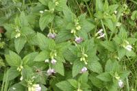 Melittis melissophyllum