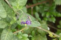 Solanum dulcamara