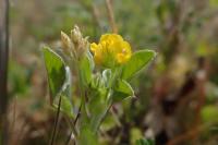 Medicago minima