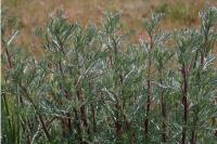 Artemisia campestris