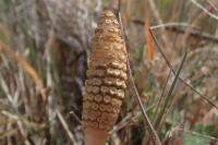 Equisetum arvense