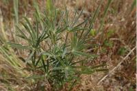 Lupinus angustifolius