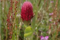 Trifolium incarnatum