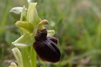 Ophrys aranifera