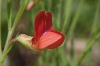 Lathyrus sphaericus