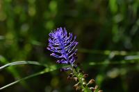 Muscari comosum