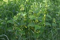 Aristolochia clematitis