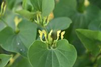 Aristolochia clematitis