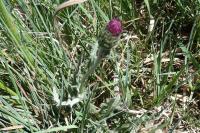 Cirsium dissectum