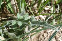 Cirsium dissectum