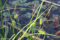 Carex vesicaria