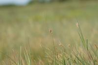 Carex praecox