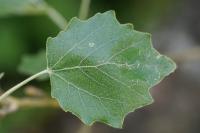 Populus x canescens