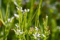 Scandix pecten-veneris