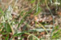 Silene nutans