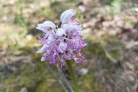 Orchis simia