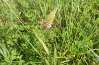Anacamptis pyramidalis