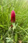 Trifolium incarnatum