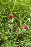 Trifolium incarnatum