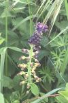 Muscari comosum