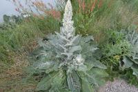 Verbascum thapsus