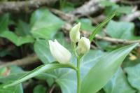 Cephalanthera damasonium