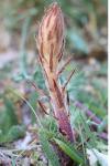 Orobanche minor