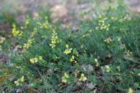 Coronilla minima