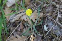 Ranunculus gramineus