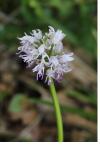 Orchis simia