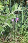 Solanum dulcamara