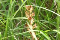 Orobanche gracilis