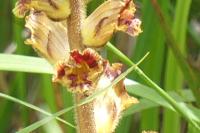 Orobanche gracilis