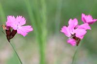 Dianthus carthusianorum