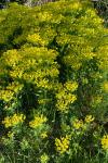 Euphorbia cyparissias