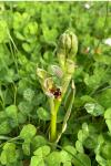 Ophrys apifera