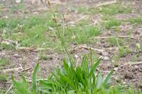 Plantago lanceolata
