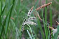 Carex acutiformis