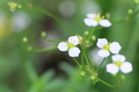 Alisma plantago-aquatica