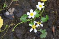 Ranunculus peltatus
