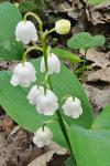 Convallaria majalis