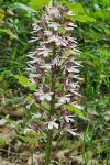Orchis purpurea