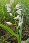 Cephalanthera longifolia
