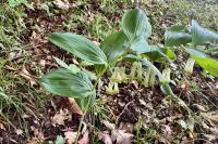 Polygonatum multiflorum