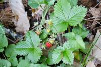 Fragaria vesca
