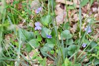Viola canina