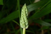 Loncomelos pyrenaicus