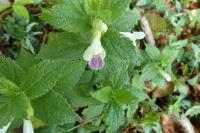Melittis melissophyllum