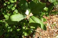 Crataegus germanica
