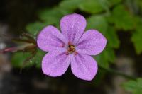 Geranium robertianum